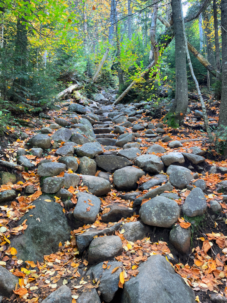 I recently moved from Arizona to New York state and have been having so much fun exploring the Adirondacks!  These are from my latest hike up Ampersand Mountain!!