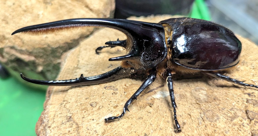 ak482　アデニアグラウカ5個　速達❗️ アデニアグラウカのおすすめ人気商品一覧 通販 - Yahoo!ショッピング