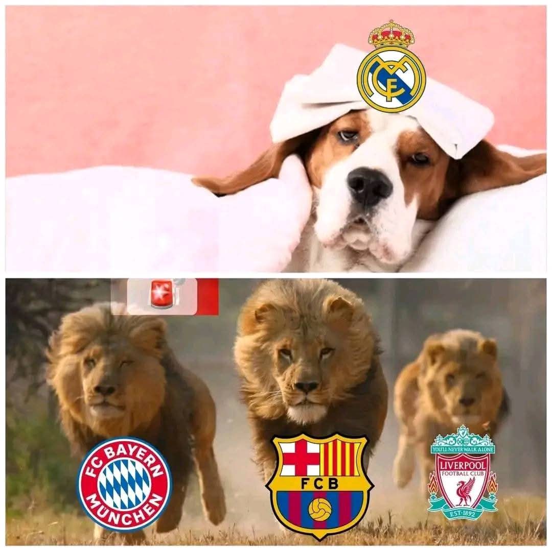 مرض الكلب يوما فظن الاسود أنهم ملوك الغابة😏