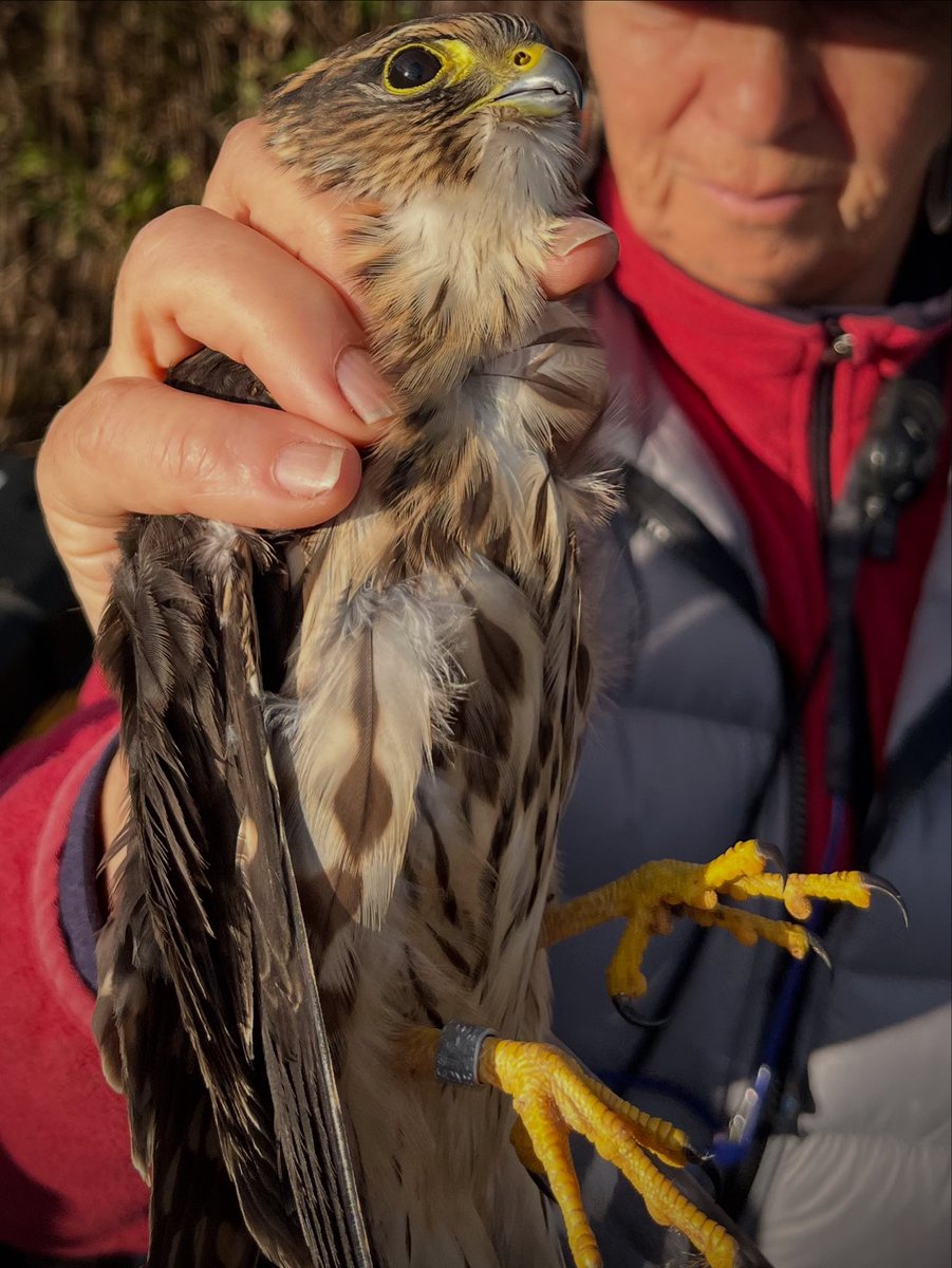 Finishing strong 💪 

A #merlin flew into the nets while chasing breakfast!

… and with that, the 2025 Fall Migration Season Bird Banding at JFK Memorial Wildlife Sanctuary at Tobay Beach, NY is in the books!