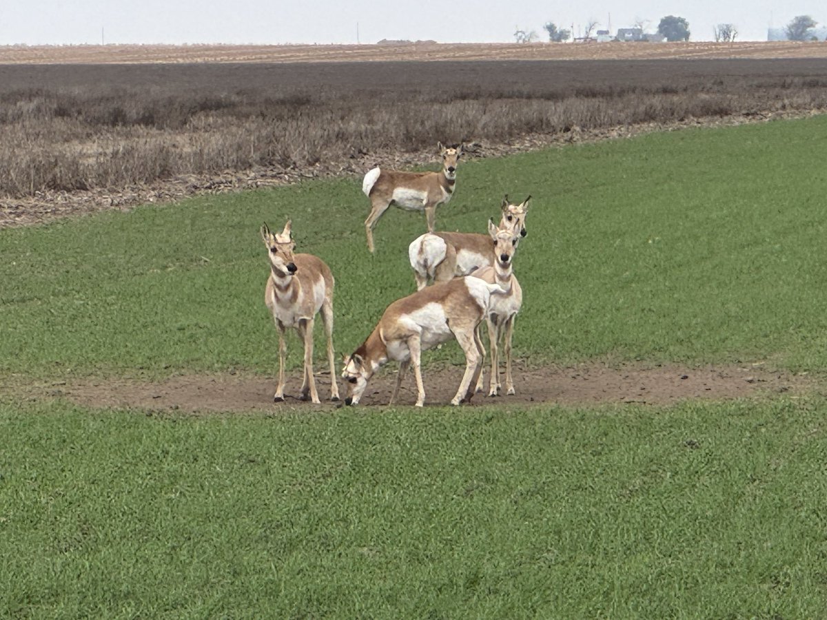 western_dev's tweet photo. Speed Goats https://t.co/kbhxAA2Wj9
