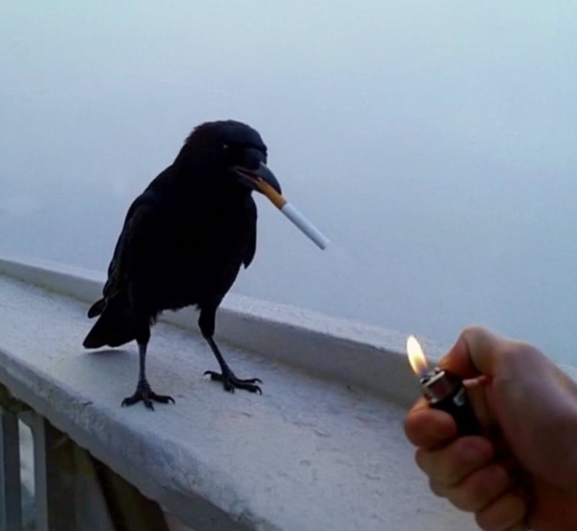 “Idk what happened….one day you’re the Onychinus leader’s right hand man…..next day you’re watching him ring ding with his dong on stage….”