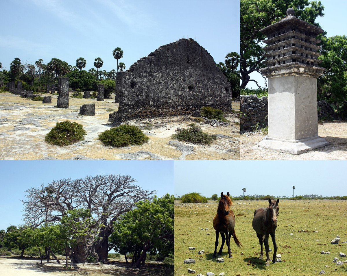AviationTrichy's tweet image. நெடுந்தீவு, யாழ்ப்பாணம். சோழர் காலத்தில் இலங்கையுடனான போரில் முக்கிய பங்காற்றிய தீவு. குதிரை லாயம், கோவில், கோட்டை இடிபாடுகள், பாவோபாப் மரம், குட்டைக்குதிரைகள் என மிக அதிசமான தீவு. இதைக்காண இண்டிகோ யாழ்ப்பாணத்தை திருச்சியுடன் நேரடி சேவையில் இணைக்கிறது. #Trichy #Jaffna @IndiGo6E