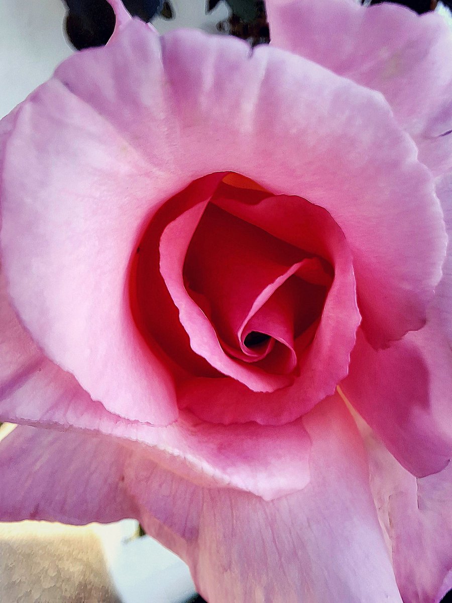 ¡Feliz inicio de la semana gente linda!
Rosa encontrada en el Rosedal de Palermo.
#hacerfotos 
#turismoargentina
#imagen_Arg
#lugaresargentos
#flores
#rosas