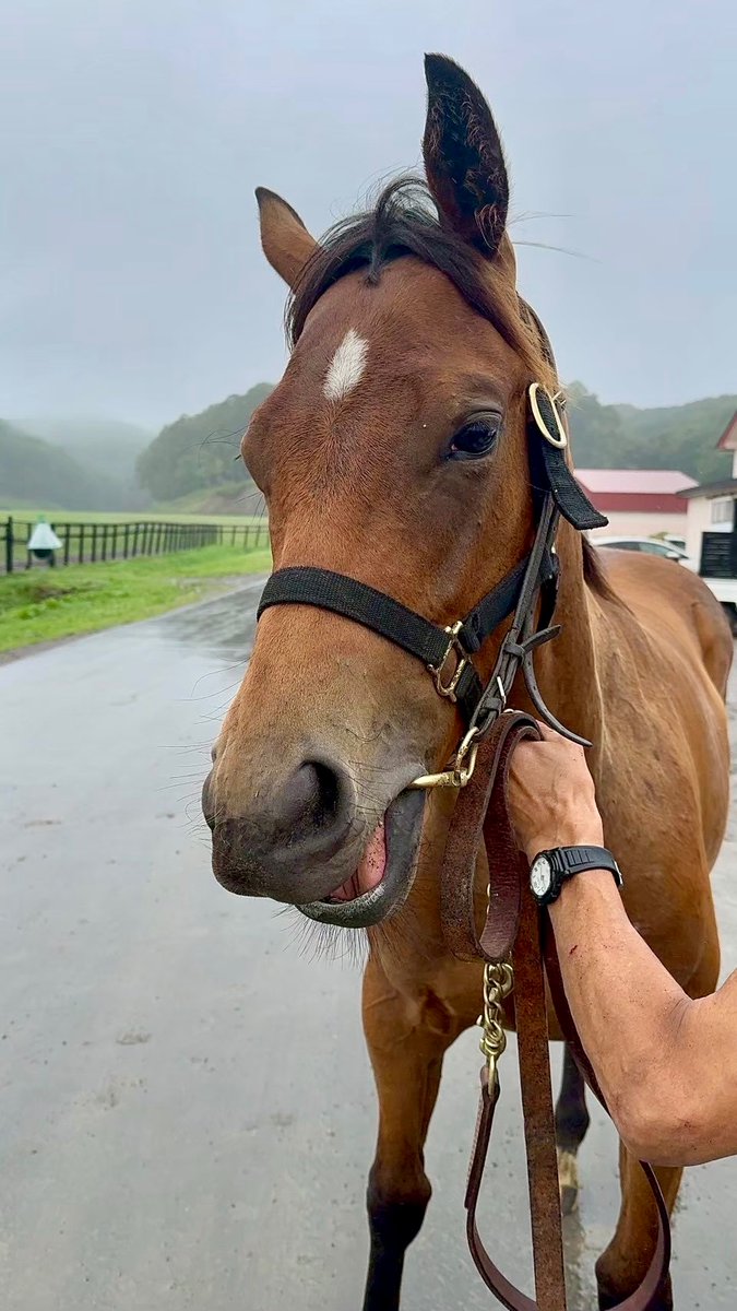 カスタディーヴァの2024🐴🤎
すくすく成長中🏇兄妹の中で1番お目目がぱっちりです🤭

#独特な前髪 #センター分け #ヘニーヒューズ #アオラキの妹 #1歳