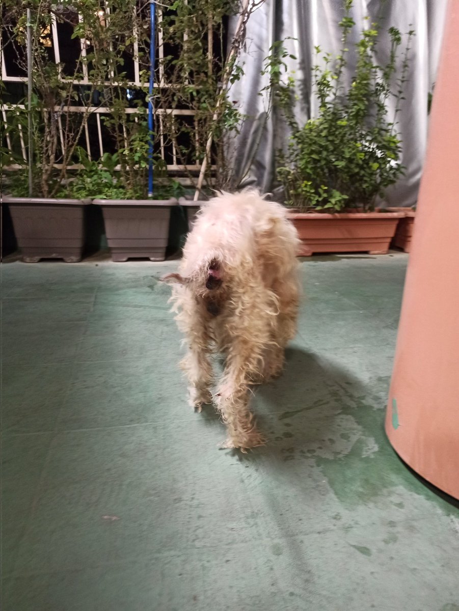 پیرمردِ #بهشت_شیرین توده‌ای دردناک در ناحیه رکتوم داره، خونریزی زیاد شده و درد شدیدی داره .
جراح گفته برای نجاتش باید فوری جراحی بشه. فردا نوبت جراحیش و هزینه عملش ۱۲ میلیون تومن اعلام کردن😞 براش دعا کنید و در این مسیر منو تنها نزارید( فاکتور های کلینیک در توییت بعدی می‌زارم )