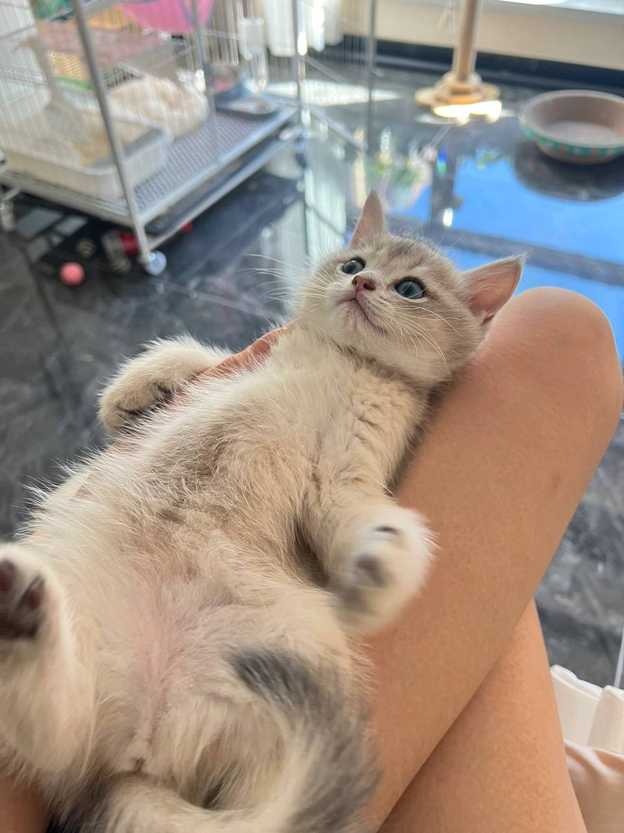 Yulia27389's tweet image. Just a little fluffball living the dream... nap, snuggles, repeat 🐾💤💙 #KittenVibes #FluffGoals #CutenessOverload