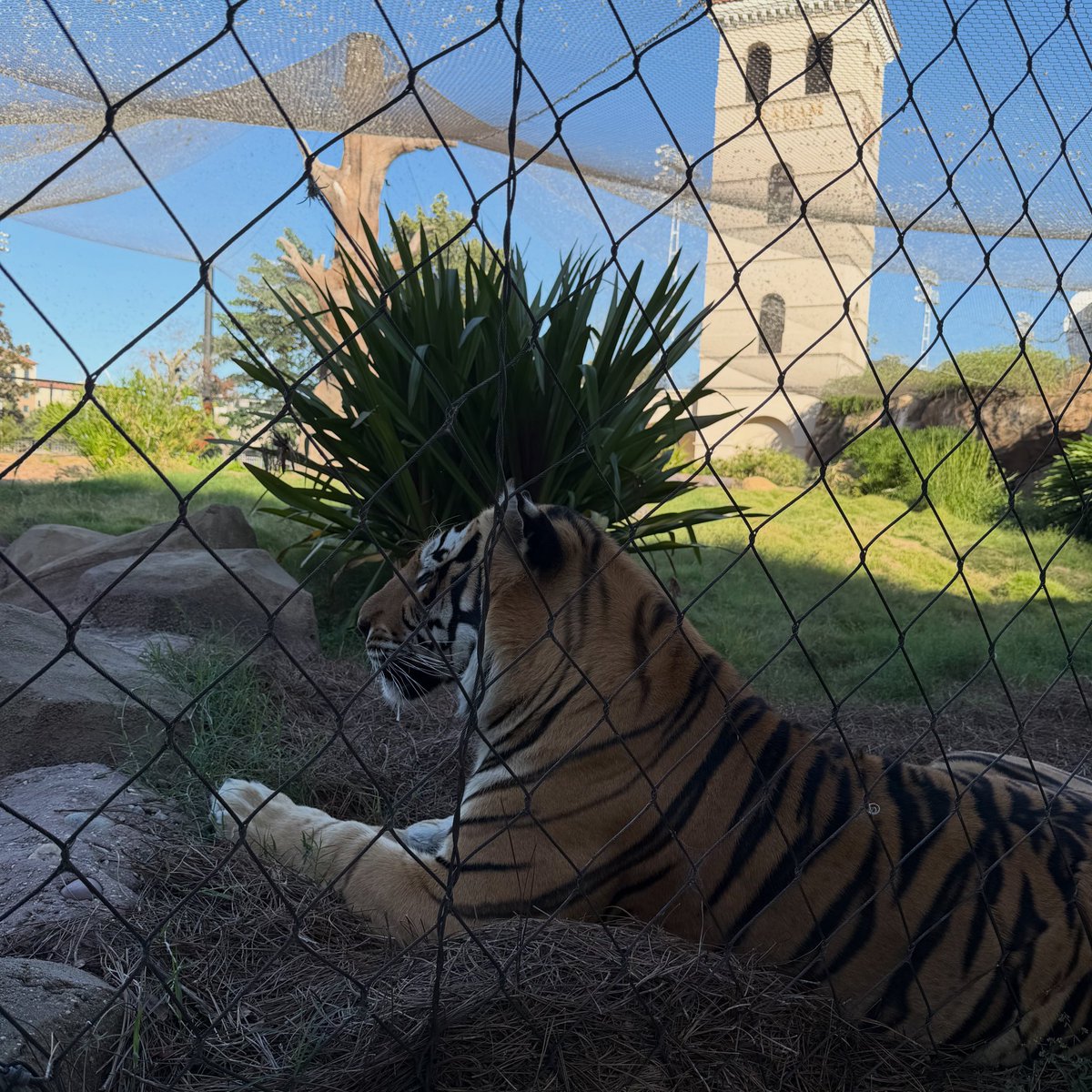 Mike VII (@MikeTheTiger) / Posts / X