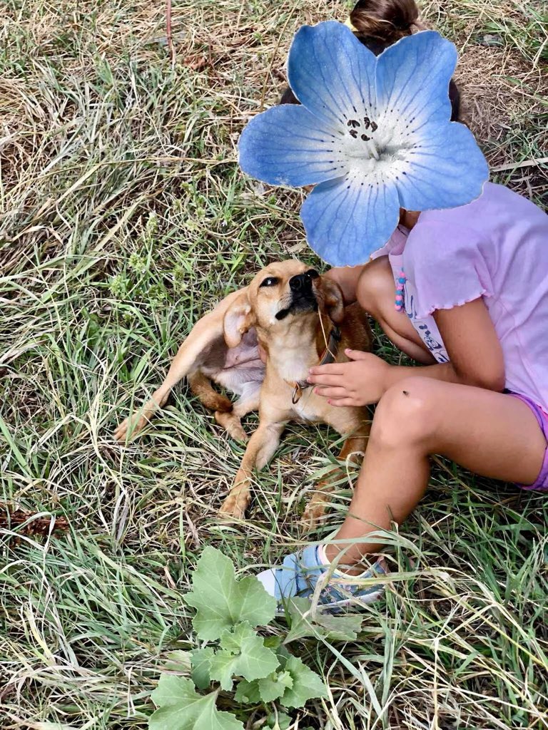 LendAPawRescue's tweet photo. Meet Maya – the sweetest little girl with the biggest heart! ❤️

This tiny girl, is a gentle, shy girl who quickly warms up to people and loves both dogs and cats and children. Rescued from the streets where she was too small to cope, she’s now safe and ready for her forever home. Could that be with you?

✨Maya's Bio
Age: 2 years (approx)
Female, spayed, fully vaccinated
Small 
Medium-High activity level
Great with dogs, cats & humans

Maya is a playful companion who will thrive in a loving home. Could she be the one for you?

📲 For more info or an application, contact us via Messenger or WhatsApp.

https://t.co/QyoGq4V2Hz 

https://t.co/fZTEMxOW72

✅ Home check & fees apply. Full support and lifelong rescue backup provided.