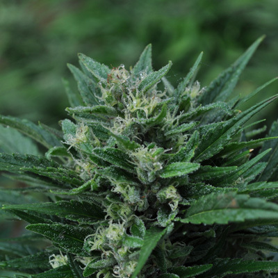 ToroGrow's tweet photo. Mr. Nice Seeds - The Stones (reg.) https://t.co/ck6KOcVDOt #Seeds #torogrow #ToroGrowshop #Growshop #Cannabis #семена #TG #гроушоп #каннабис https://t.co/6eBvvKH79z