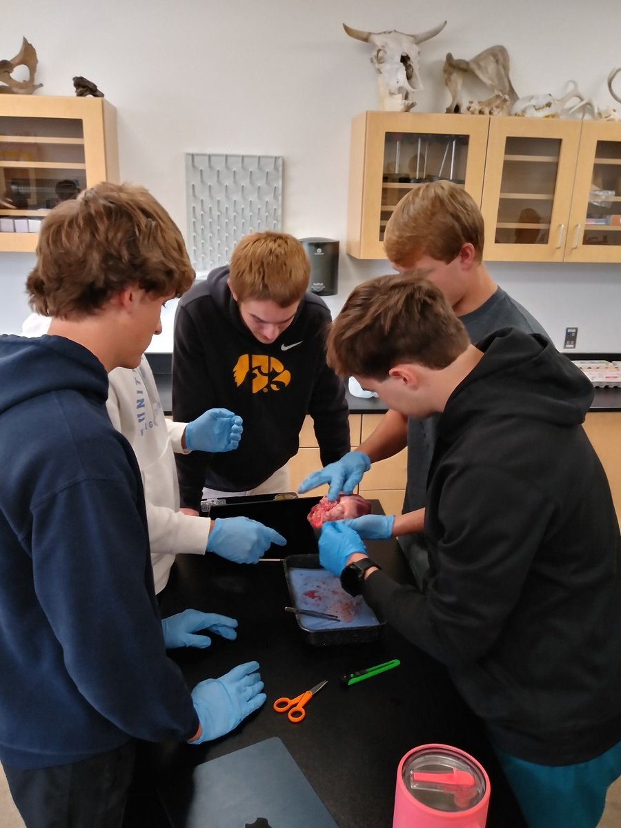 Anatomy and Physiology!

Students in Mr. Haan's human anatomy and physiology class are learning about the cardiovascular system and how to take blood pressure.  To help bring things to life, they dissected pig hearts.

#uchslife #uchssciencedepartment #unitychristianhighschool