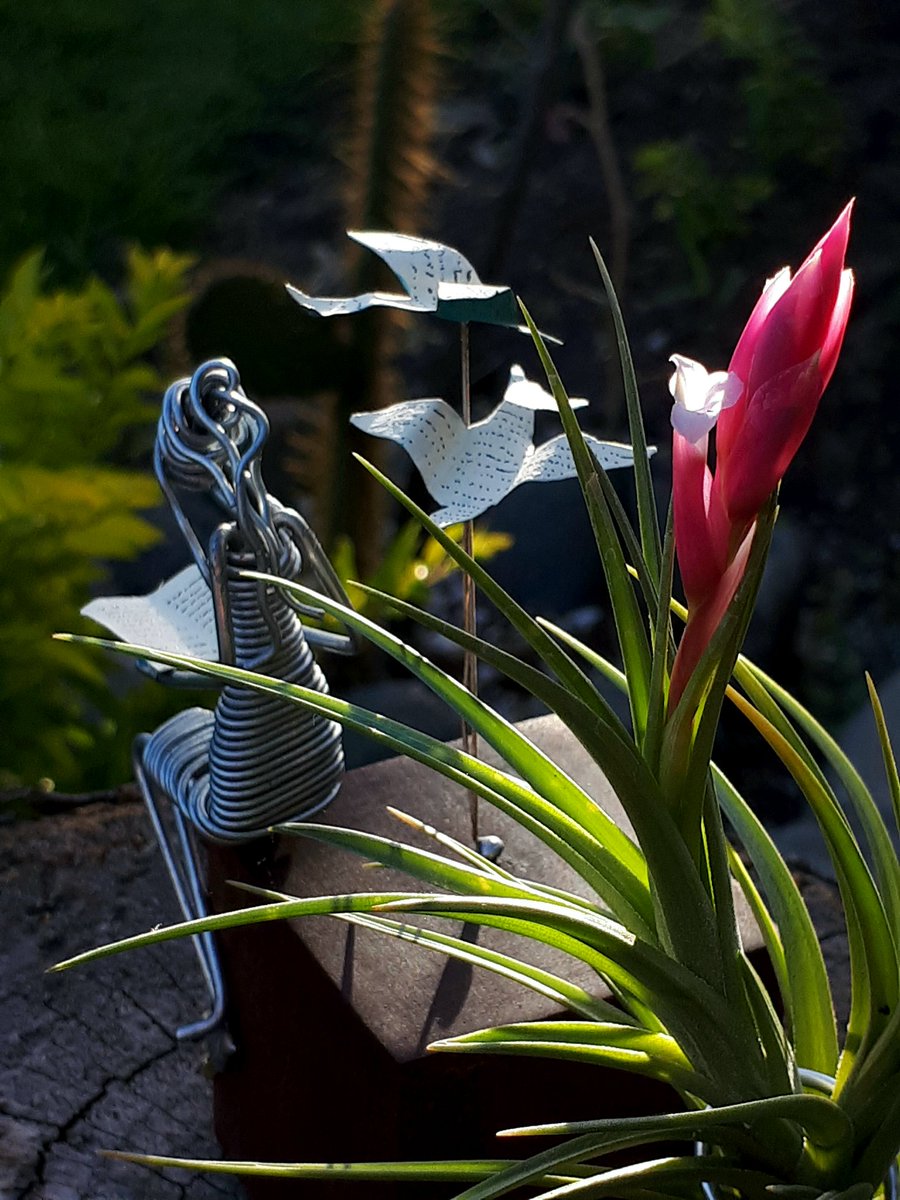 𝓣𝓲𝓵𝓵𝓪𝓷𝓭𝓼𝓲𝓪