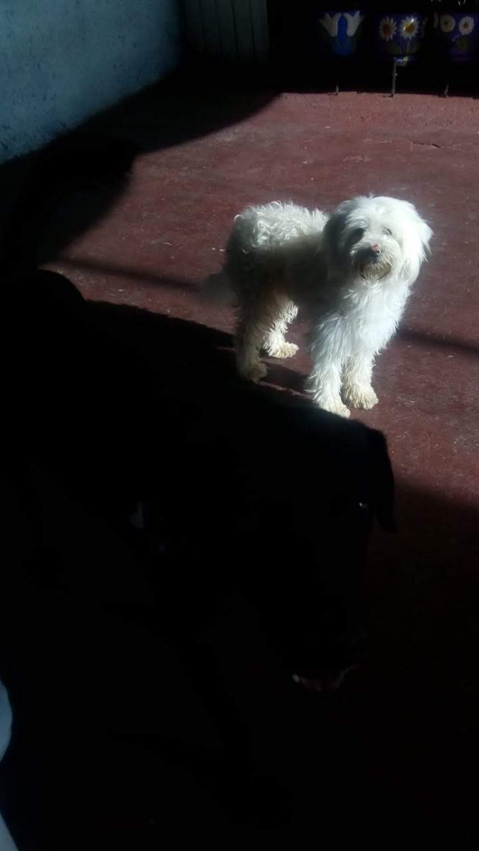 Seguro vendras corriendo a que te acariciemos, se te extraña amigo. #Buda #DiaDeMuertos