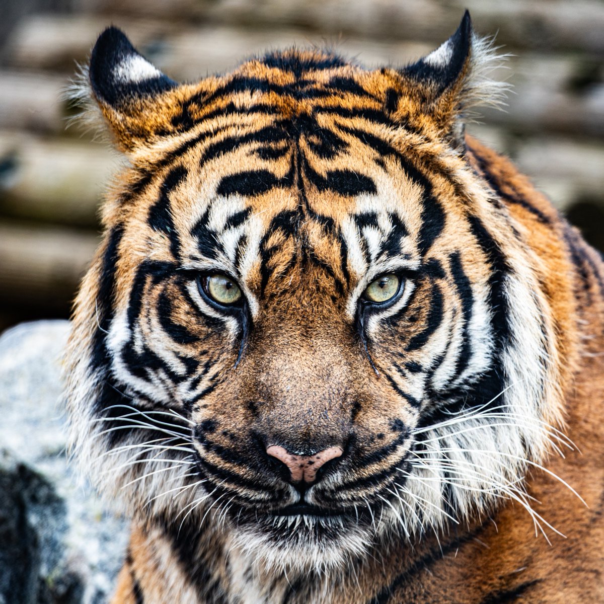 TheTorontoZoo's tweet image. Final call on this #MemberMonday 🎫

Every member who visits your Toronto Zoo before October 31 can enjoy great perks, including bringing one guest for 50% off 🧡

Learn about our full offering of special offers and perks ⬇️
bit.ly/4quIHYn