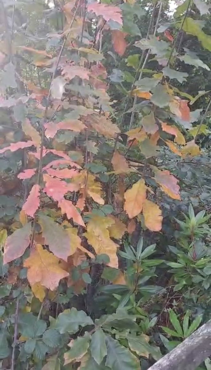 Orangetober Day 27: orange Autumn leaves, photo by Mum. Join in with Orangetober: whenever you see something orange this October, take a photo of it &amp; post it online, asking people to consider donating to my urgently-needed neurosurgeries: jkrowbory.co.uk/2025/10/orange…

Thank you 🧡
