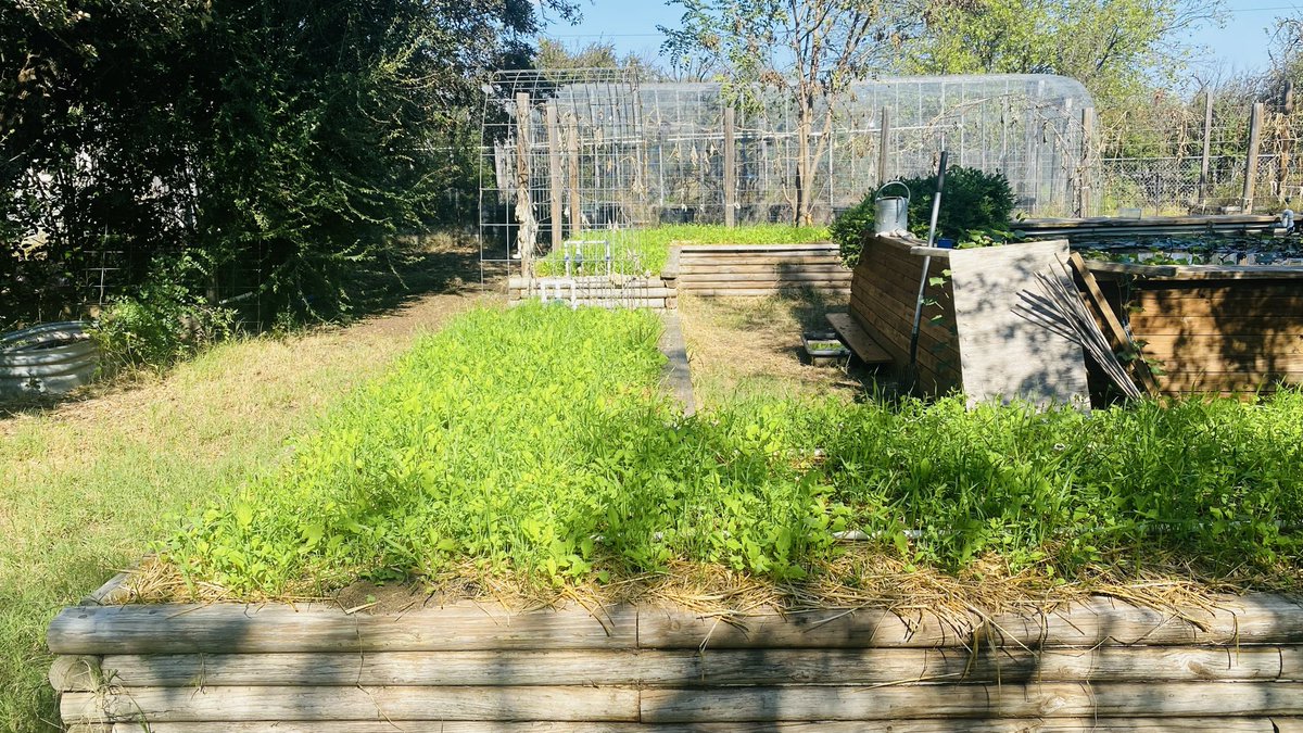 TheSurvivalPodc's tweet image. Cover crops went in a bit early this year.