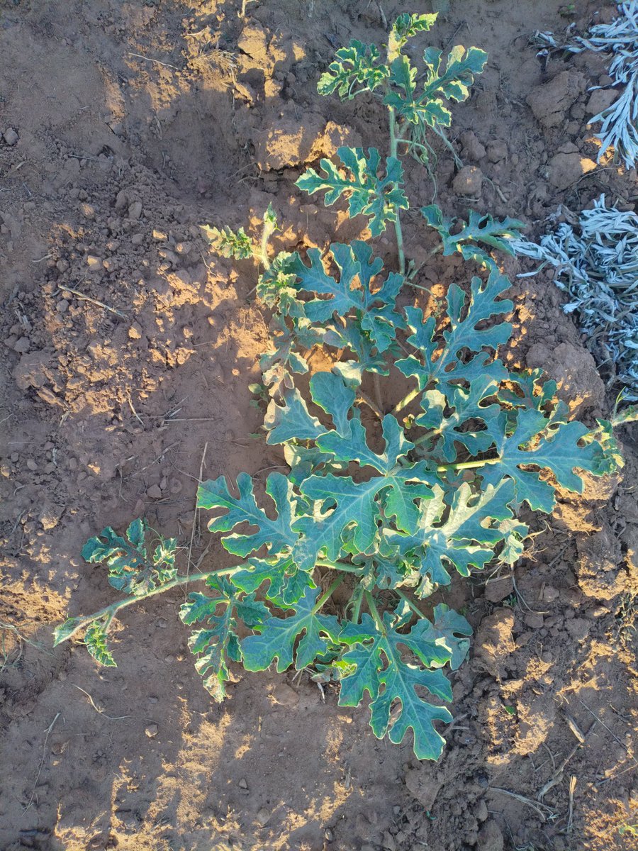 GoompyFresh's tweet image. Current settings this side.