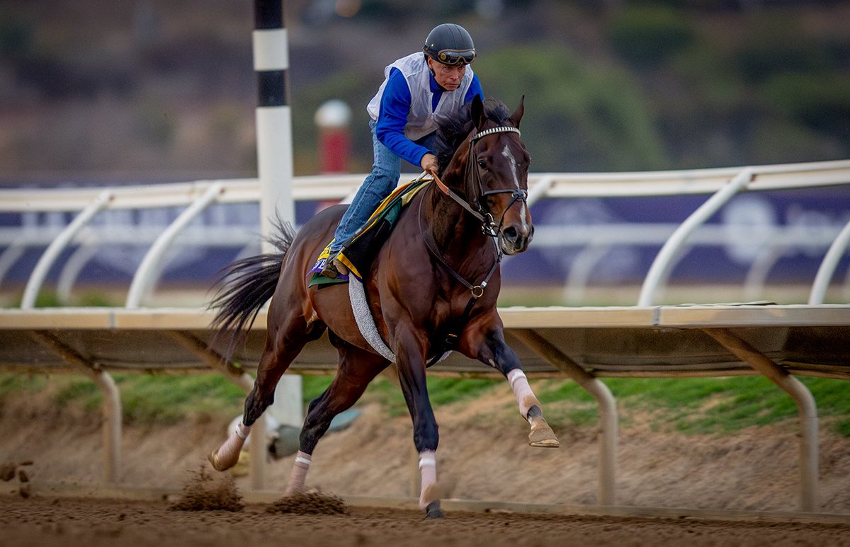 A_Evers's tweet photo. Kentucky Derby Champ, Sovereignty finishing his final work for the @BreedersCup Classic @DelMarRacing #BC25 https://t.co/wmNLRHvwS5
