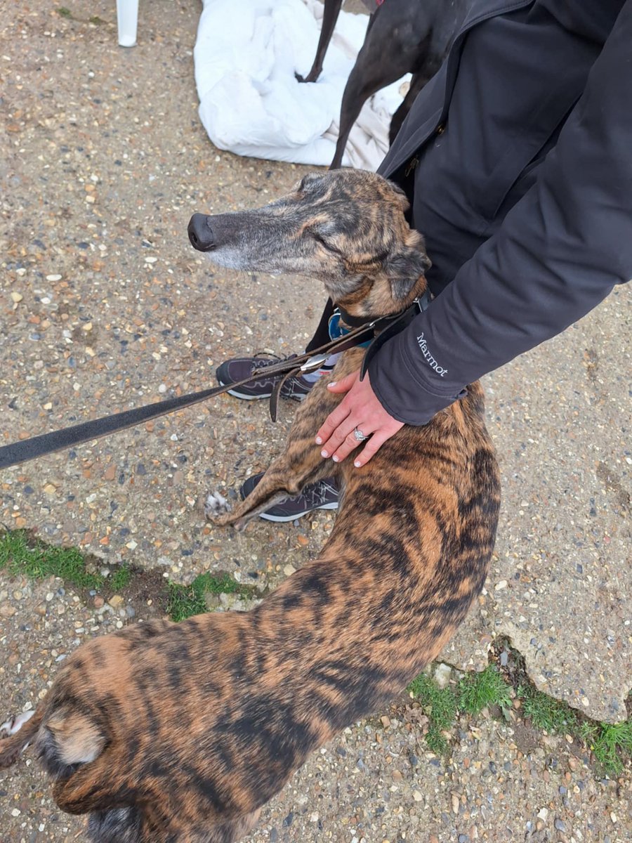 Whittingham Kennels - Retired Greyhounds Charity tweet media