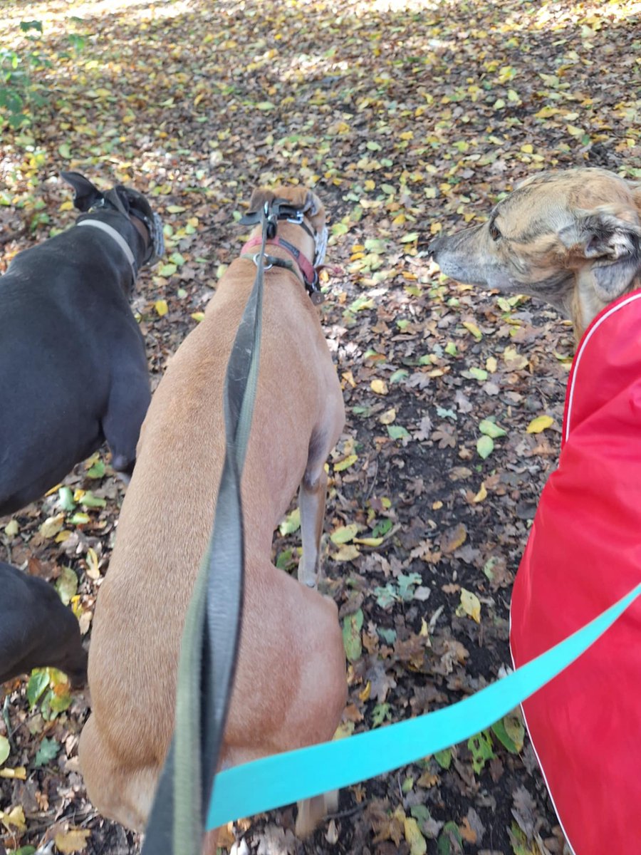 Whittingham Kennels - Retired Greyhounds Charity tweet media