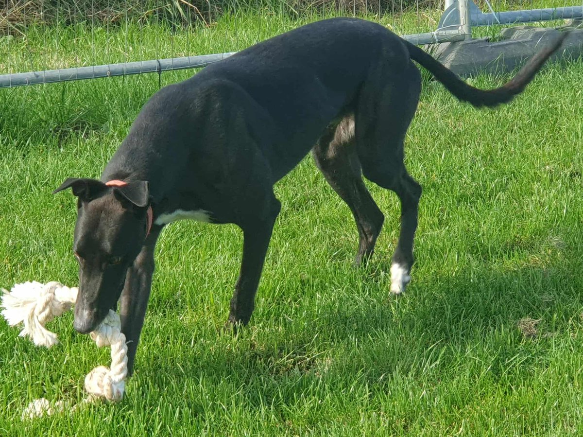 Whittingham Kennels - Retired Greyhounds Charity tweet media