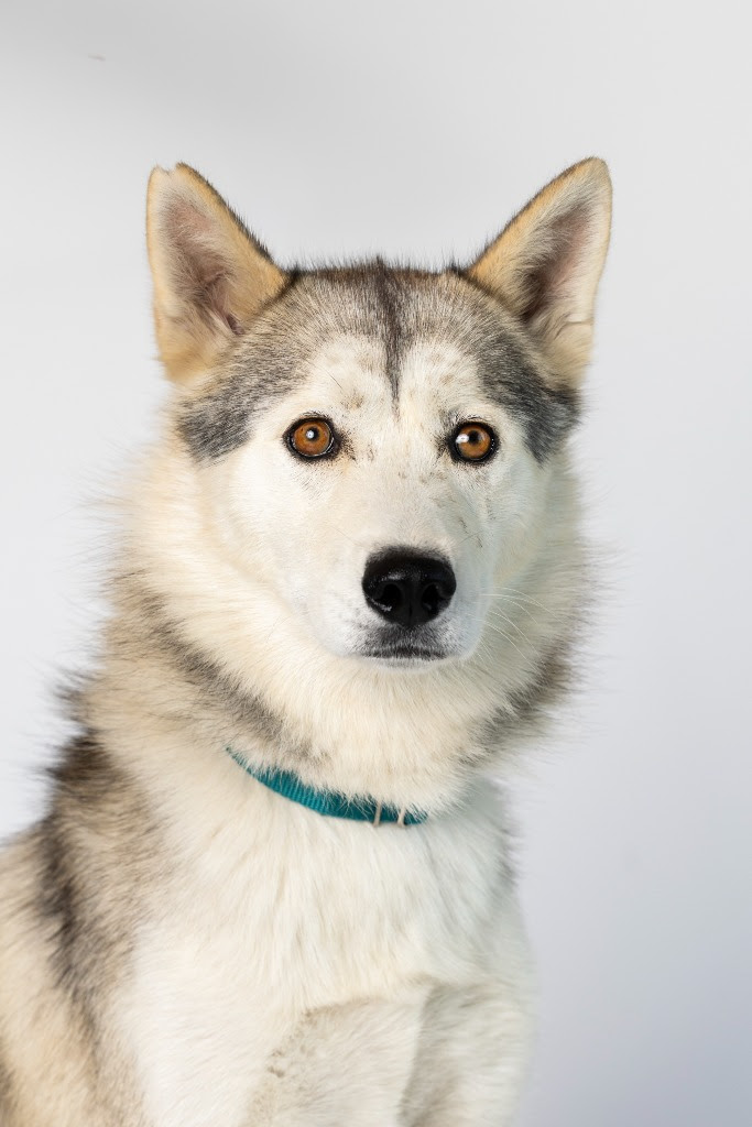 Happy Howie's Natural Dog Treats tweet media