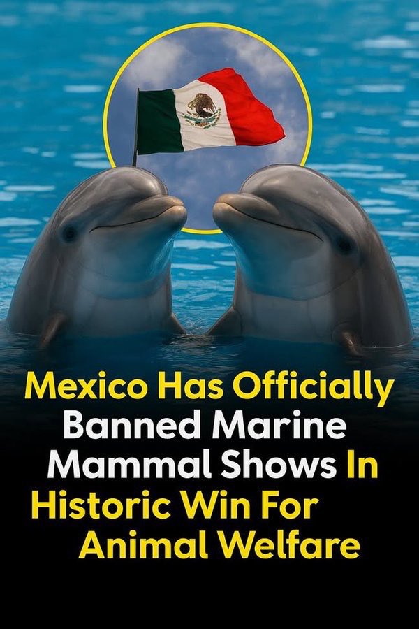 PROTECT ALL WILDLIFE tweet media