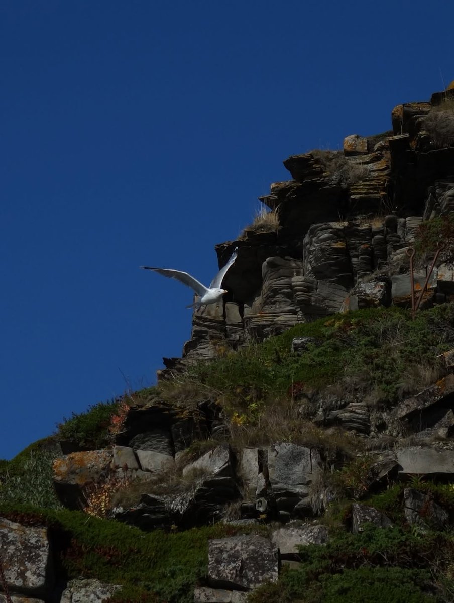 Mohammed4250's tweet photo. Lonely bird
#mortensnes #varanginvuono #norway #finnmark #reissukoti #retkeilyauto #ulkonaluonnossa #rentoatekemistä #luontokuvaus https://t.co/wlWbFRe64a