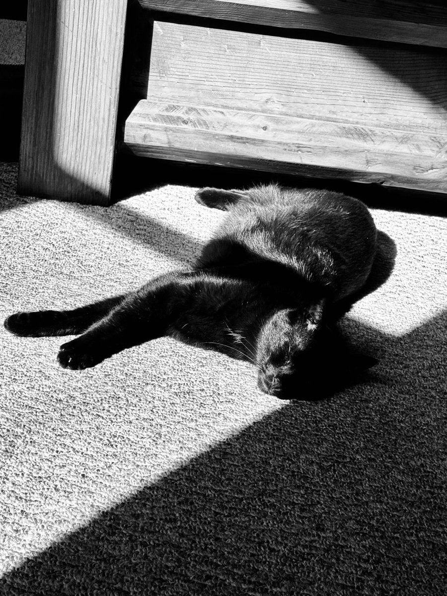 To my very chill, magnificent, handsome, black mini panther, I love you so much 🐈‍⬛🖤 I’d say I’ll spoil you on this #NationalBlackCatDay but it wouldn’t be any different from all the other days that I love to spoil you 😻