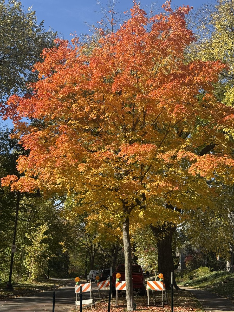 MASlipka's tweet image. Hey Twin Cities- get out today if you can. It’s stunning.  Near the Lakes.   #Mpls  #lakeharriet