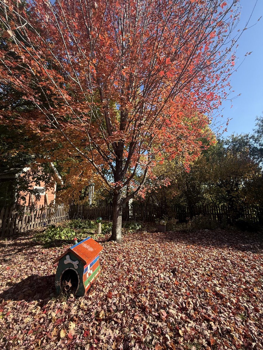 MASlipka's tweet image. Hey Twin Cities- get out today if you can. It’s stunning.  Near the Lakes.   #Mpls  #lakeharriet