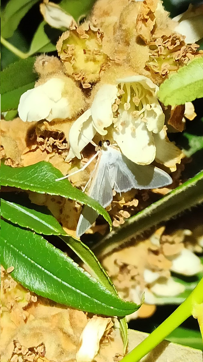 Tulipano80 tweet media