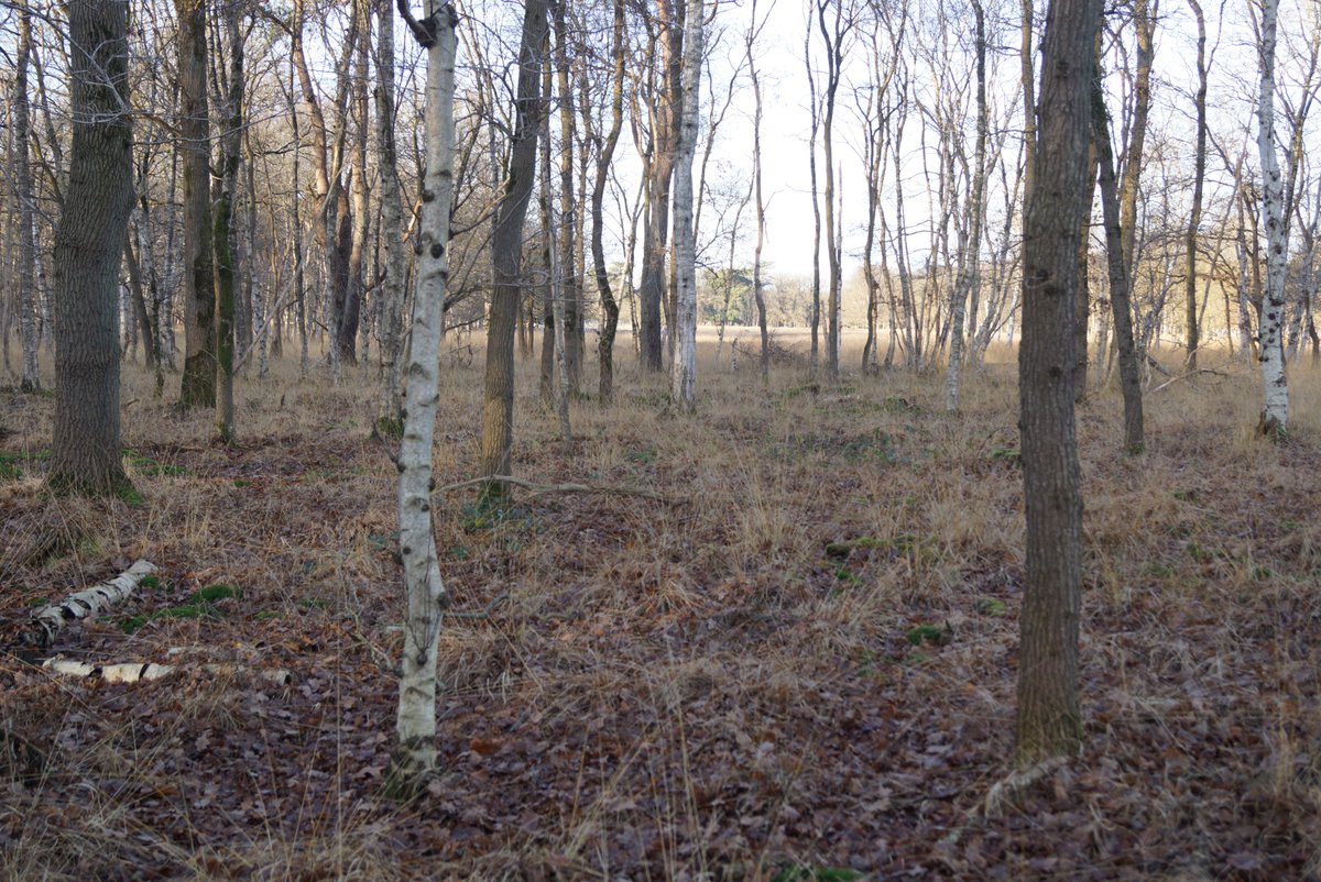 Stikstof krijgt haast de schuld van elke dode boom. Vanwege tunnelvisie, veroorzaakt door een politiek rekenmodel. Het ligt veel genuanceerder met die vermeende verzuring, zo blijkt uit 75 jaar aan praktijkonderzoek in het veld. Binnenkort meer. 3/3