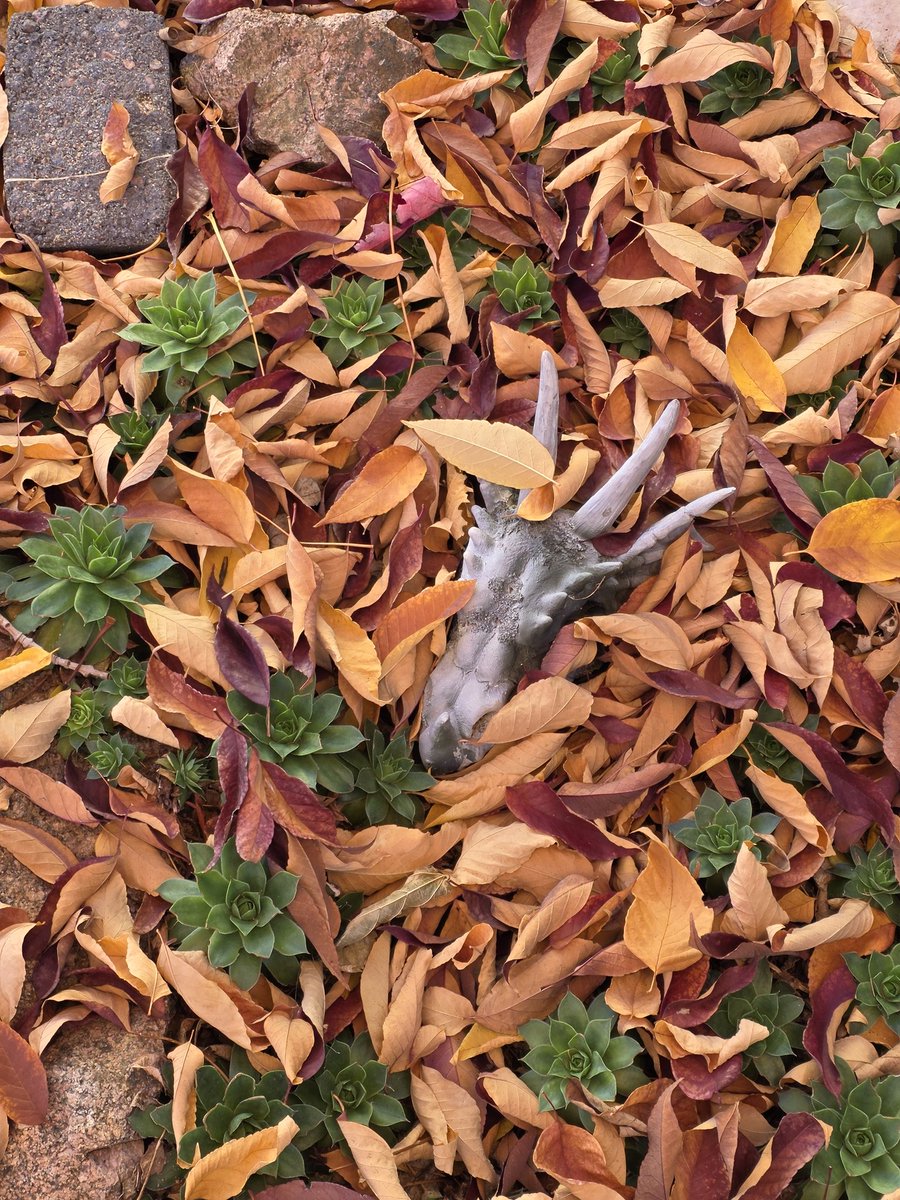 Tropicalspells's tweet photo. Fall! https://t.co/eSMqpPvC0x