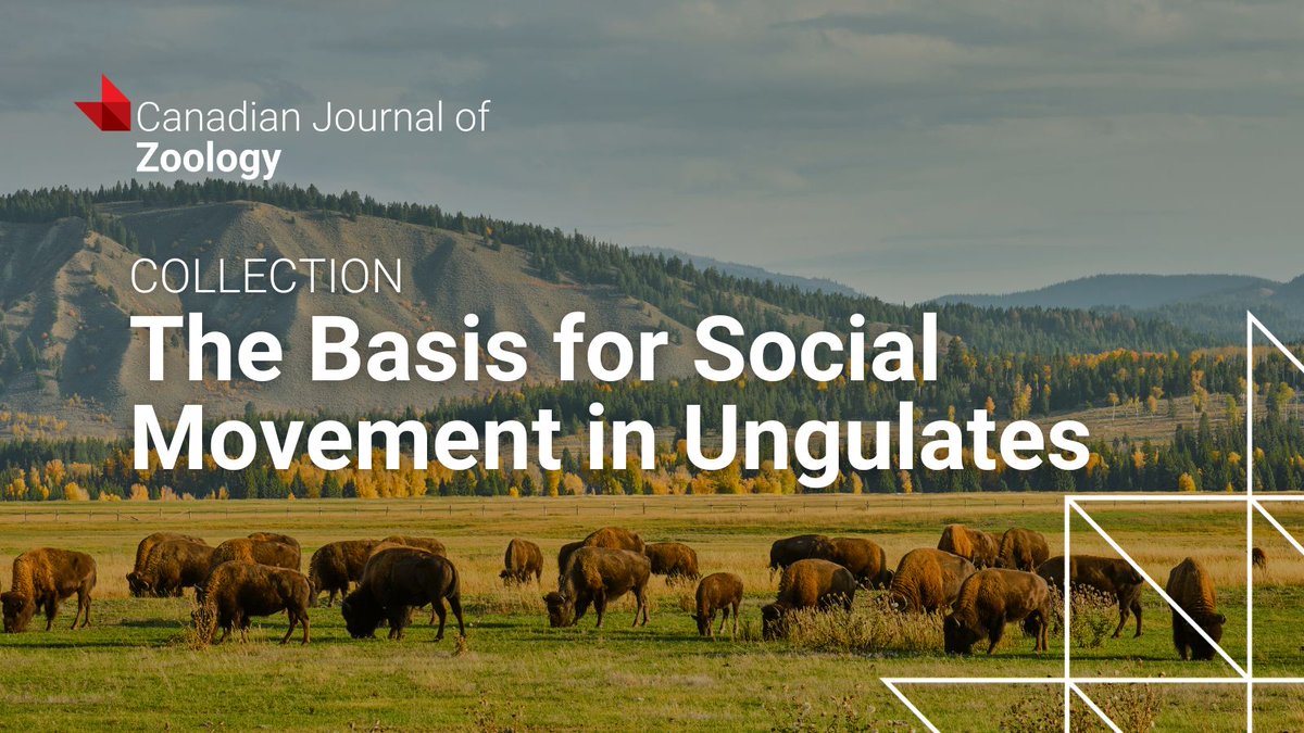 cdnsciencepub's tweet image. Why do ungulates move together and how do individual decisions shape the herd? A new @CanJZoology collection examines these questions through advances in tracking and analysis.
Start here ▶️ ow.ly/oEGQ50X7h9t
 #Ungulates #AnimalBehaviour
