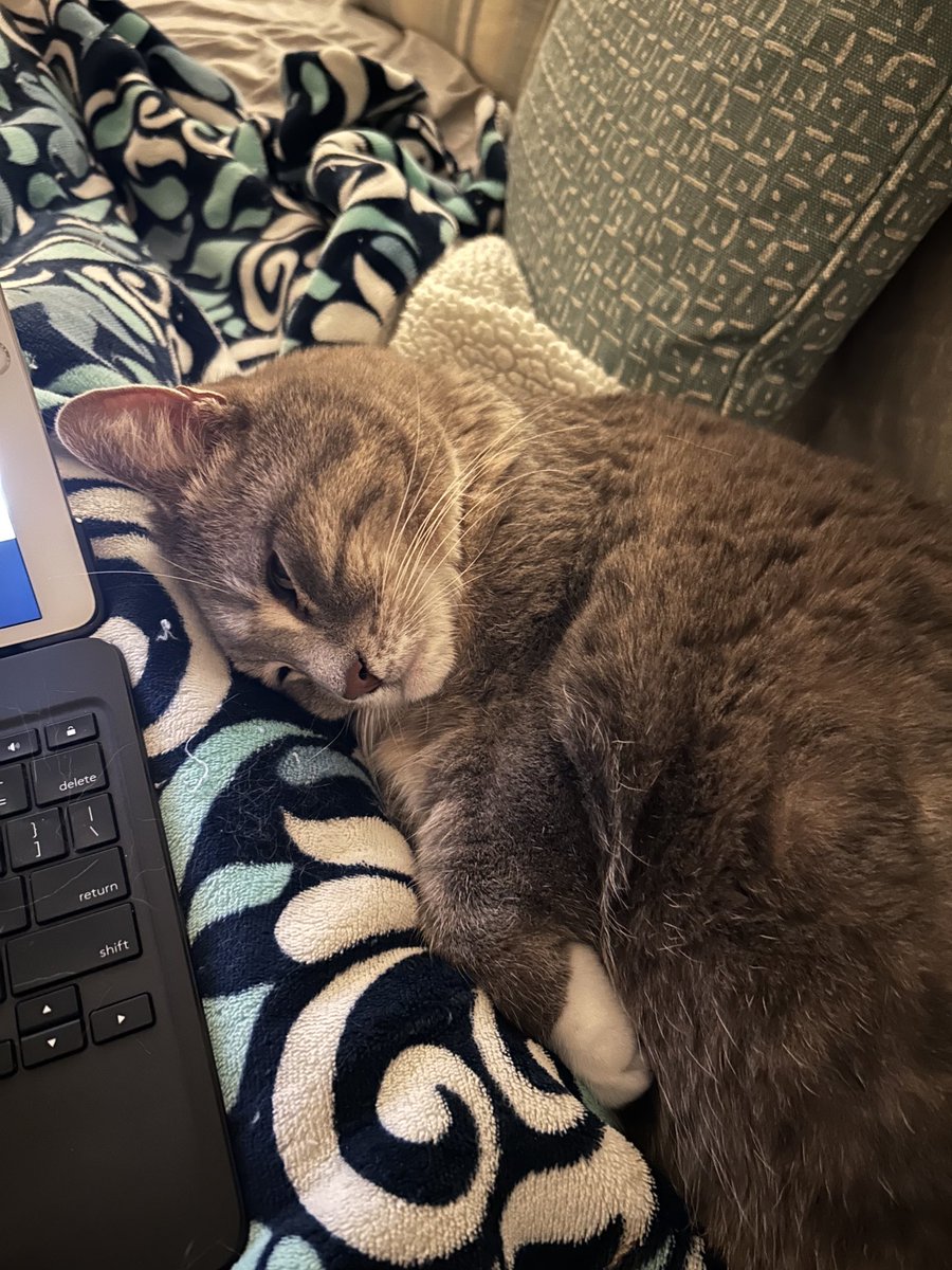HAPPY #KITTYLOAFMONDAY PALS - HAVE A FUN DAY! ❤️MAGGIE (AND TEDDY) #CATSAREFAMILY,
#CATSONX, #ADOPTDONTSHOP, #TABBY
😽😻🐈‍⬛🐶🐕🐾🍁🎃🍂🇺🇸
