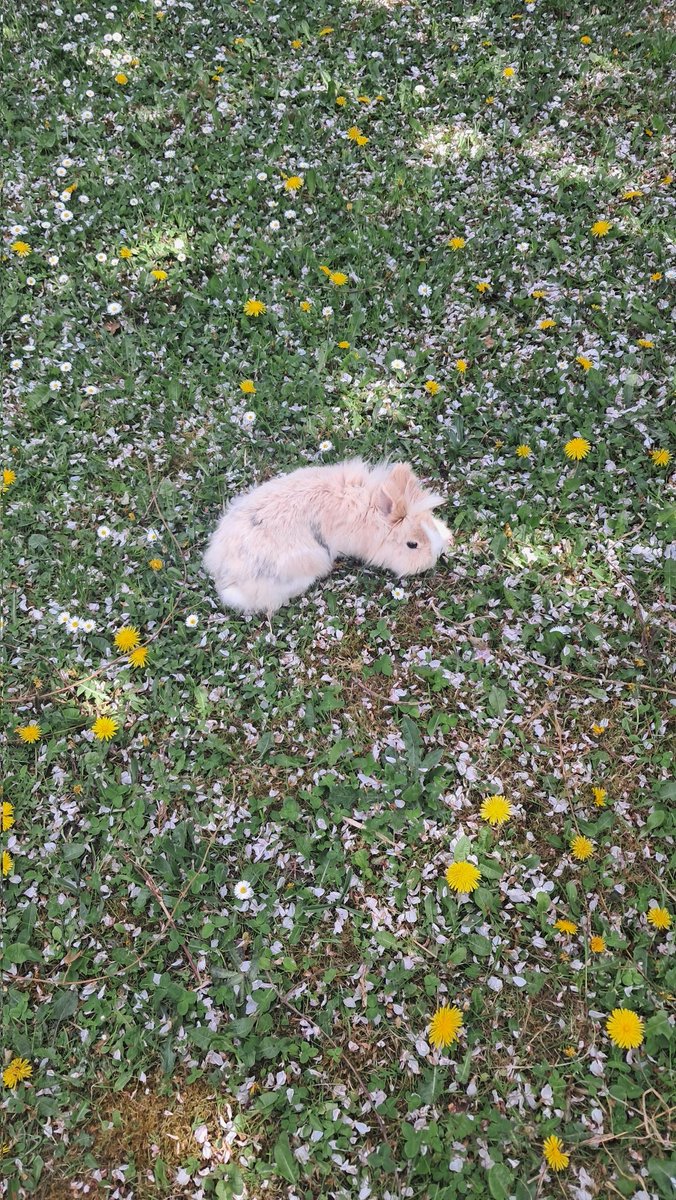 Hanetoka tweet media