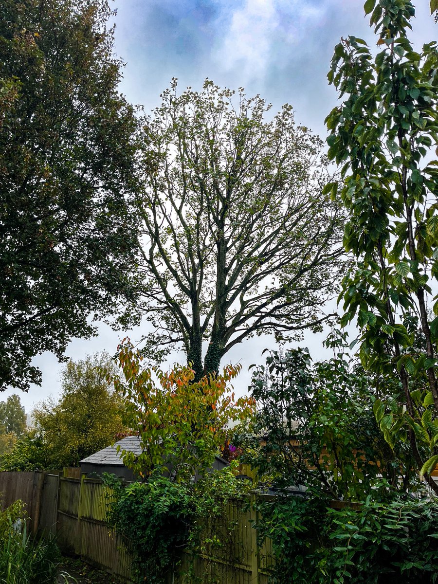 abouttrees's tweet image. Large sycamore reduction in Elham 🌳
 Tight access, oil tanks &amp;amp; conservation area consent all managed safely by our 3-man team.

Completed in one day 👏

https://.www.abouttrees.co.uk

#TreeWork #Elham #KentTrees #Arborist #TreeCare