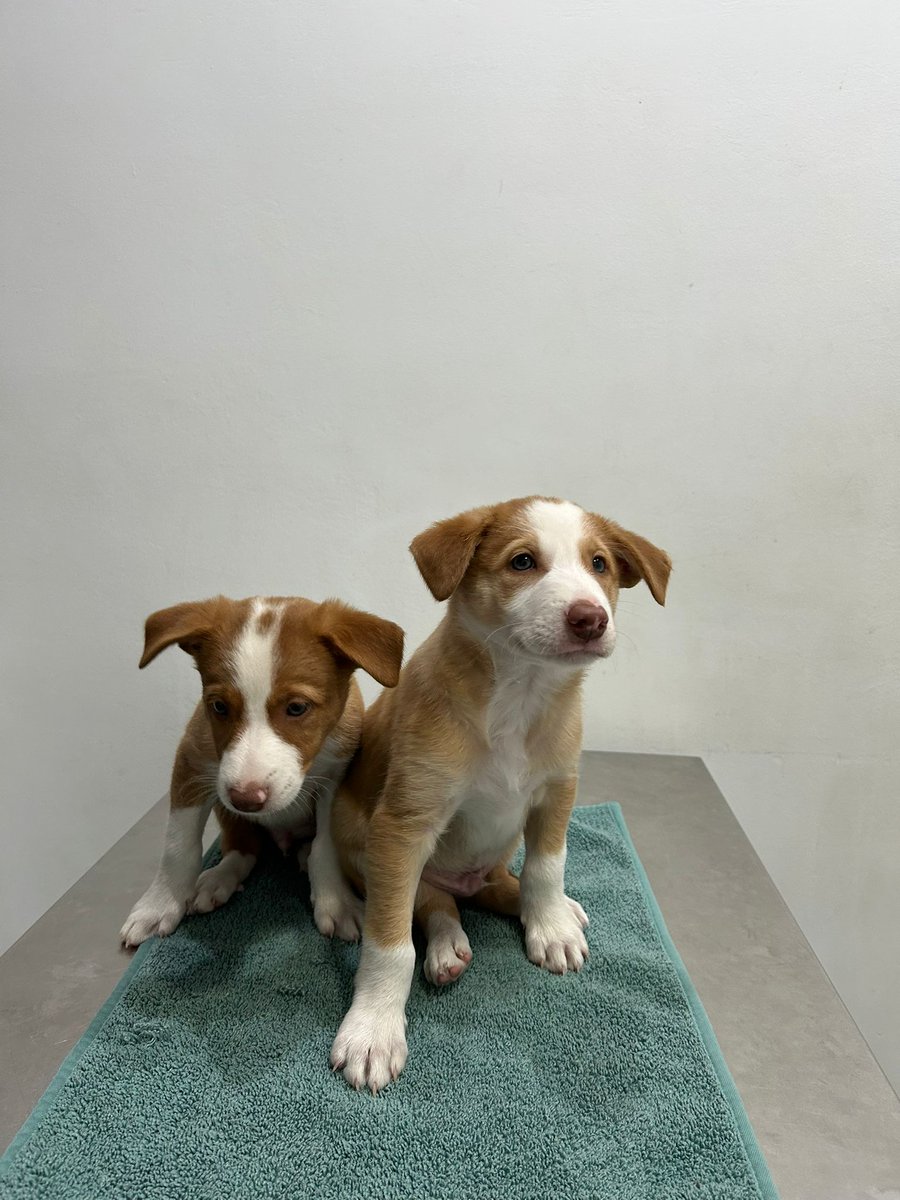 #EKI y LUR
Estos dos cachorretes mix de podenco y border collie de dos meses y medio son machos , Eki y Lur, buscan familias responsables .
adopcion.lasanimal@gmail.com