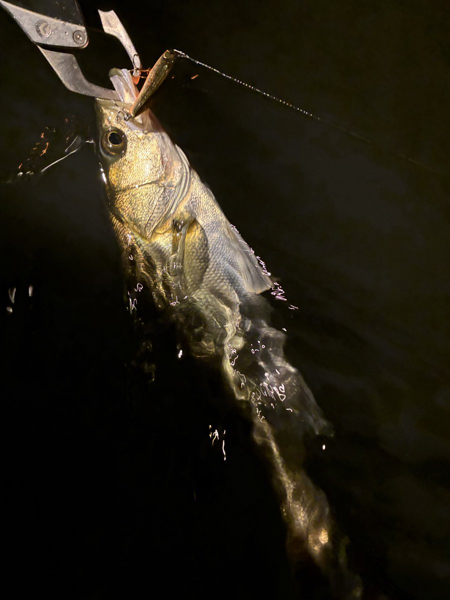 11ヒット7キャッチ🫴

相変わらずサッパが多すぎなのかプラグフル無視😥
あんだけボイル出てるならウォブラーなりトップ系に反応あってもいいのに…

確実に魚はいるのでスリートラップのボトムドリフトで連発💥

ヨレでは　#シーク68hw でもキャッチ✌️

#Pickup
#スリートラップ
#ムゲンヘッド
#PR