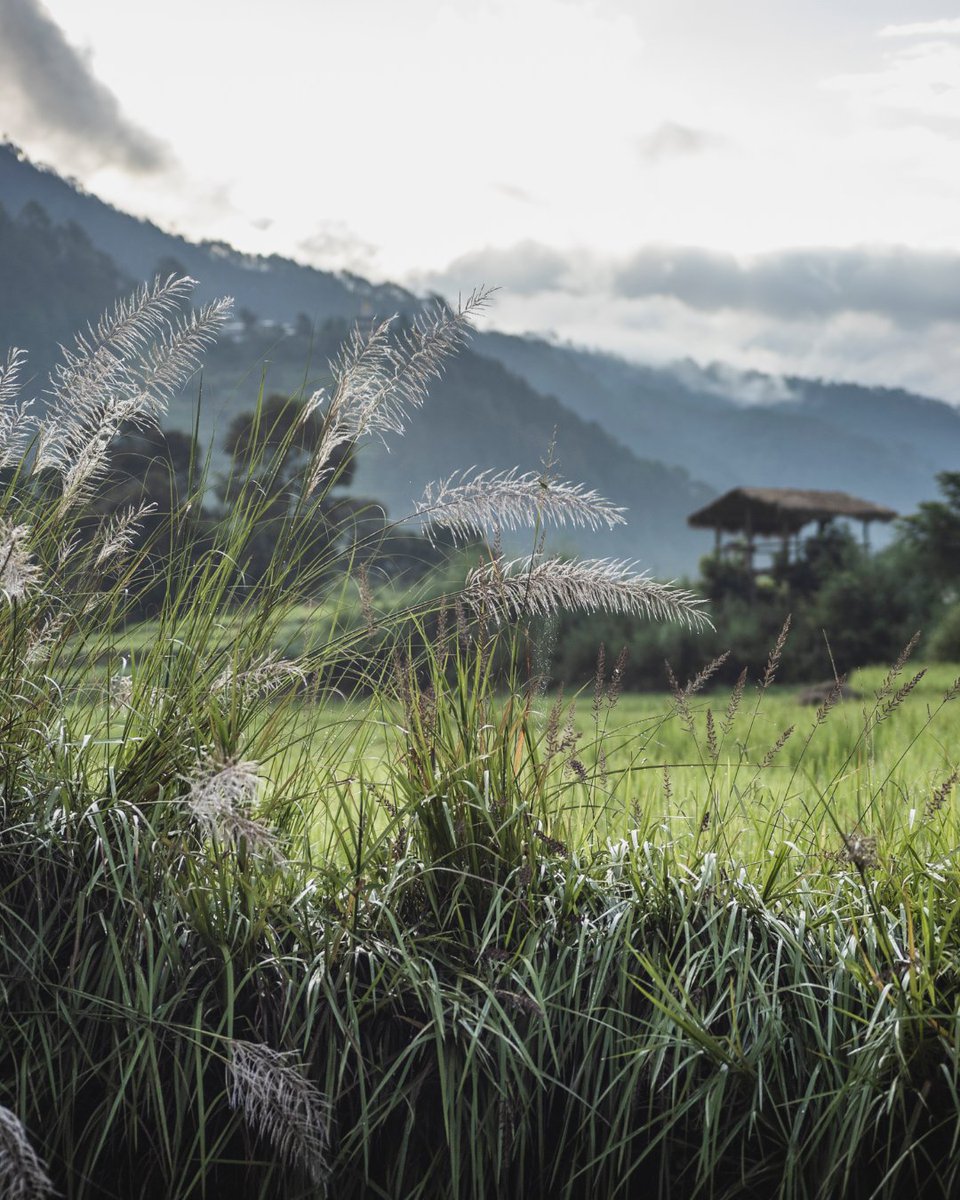 Stay Beyond Green tweet media