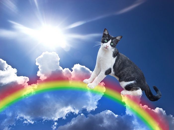 MiguelAracil's tweet photo. 27 de octubre Mascotas y el Arcoiris
Se dice desde hace años, principalmente en los países de habla hispana, que durante esta jornada, las almas de los animales que cruzaron el arcoíris regresan a visitar a sus humanos, trayendo consigo su amor incondicional #mascotas #arcoris https://t.co/pSJonAgm5b