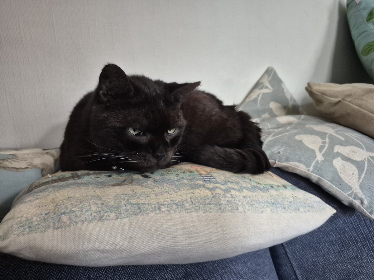 Thinking of a darling boy who went OTRB 🌈 far too soon on our #HedgewatchforBandit We didn't know Bandit very well, but we know how much he was loved by his family &amp; how much they miss him 💔 🐾♥️