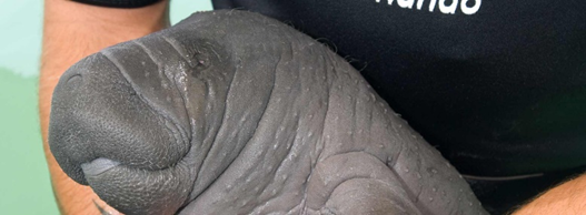 SeaWorldCaresCA's tweet image. The main priority of our #manatee rescue and rehabilitation program is to return healthy manatees to their natural habitat. With help from @MRP_Manatee, our team has rescued more than 1,000 manatees and remains dedicated to ongoing conservation efforts. #ManateeAwarenessMonth