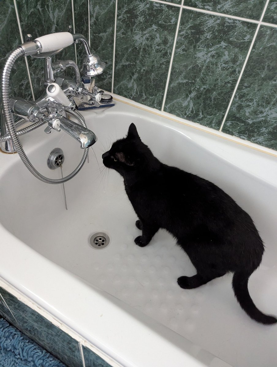 Stevejmdaly's tweet photo. @ColeTheBlackCat Jonesy waiting for me to turn on the tap so he can have a drink of water. https://t.co/YuUMmidfjH