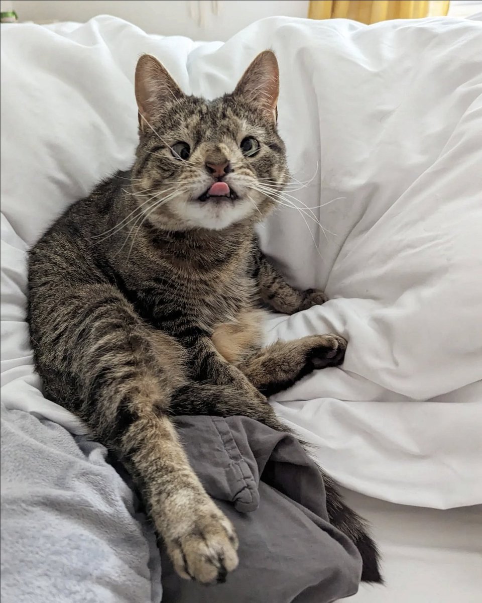 Say hi to Maya or have a terrible November