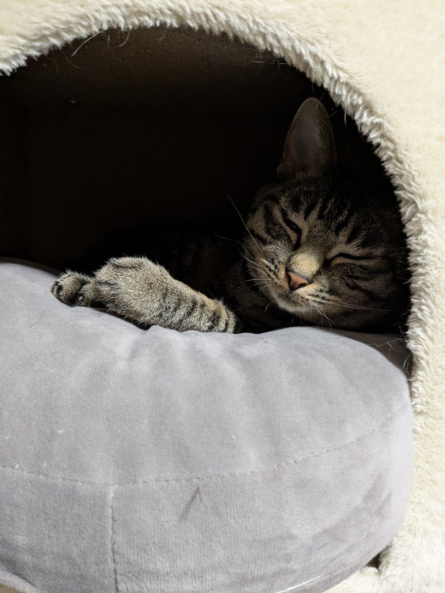 【2個】にゃん様 猫ちゃんふきふきマスコット2種セットHOS-NFM2