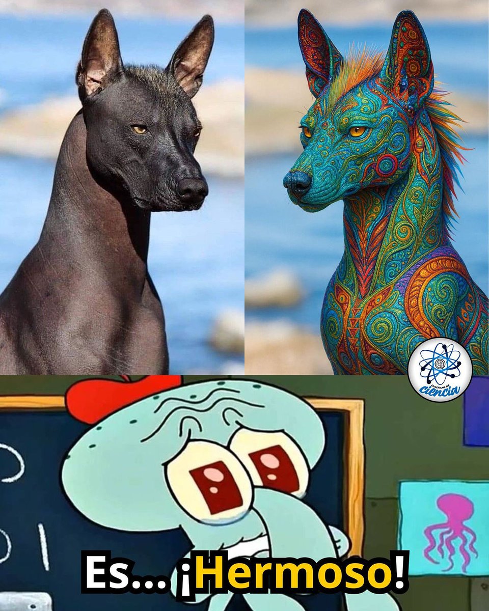 EnsedeCiencia's tweet photo. El famoso Xoloitzcuintle (perro mexicano sin pelo), considerado por los mexicas como un animal sagrado y un guía de los muertos hacia el Mictlán (inframundo).

Hoy en día, el Xoloitzcuintle es Patrimonio Cultural y Símbolo Nacional de México. https://t.co/4AghlPLagr