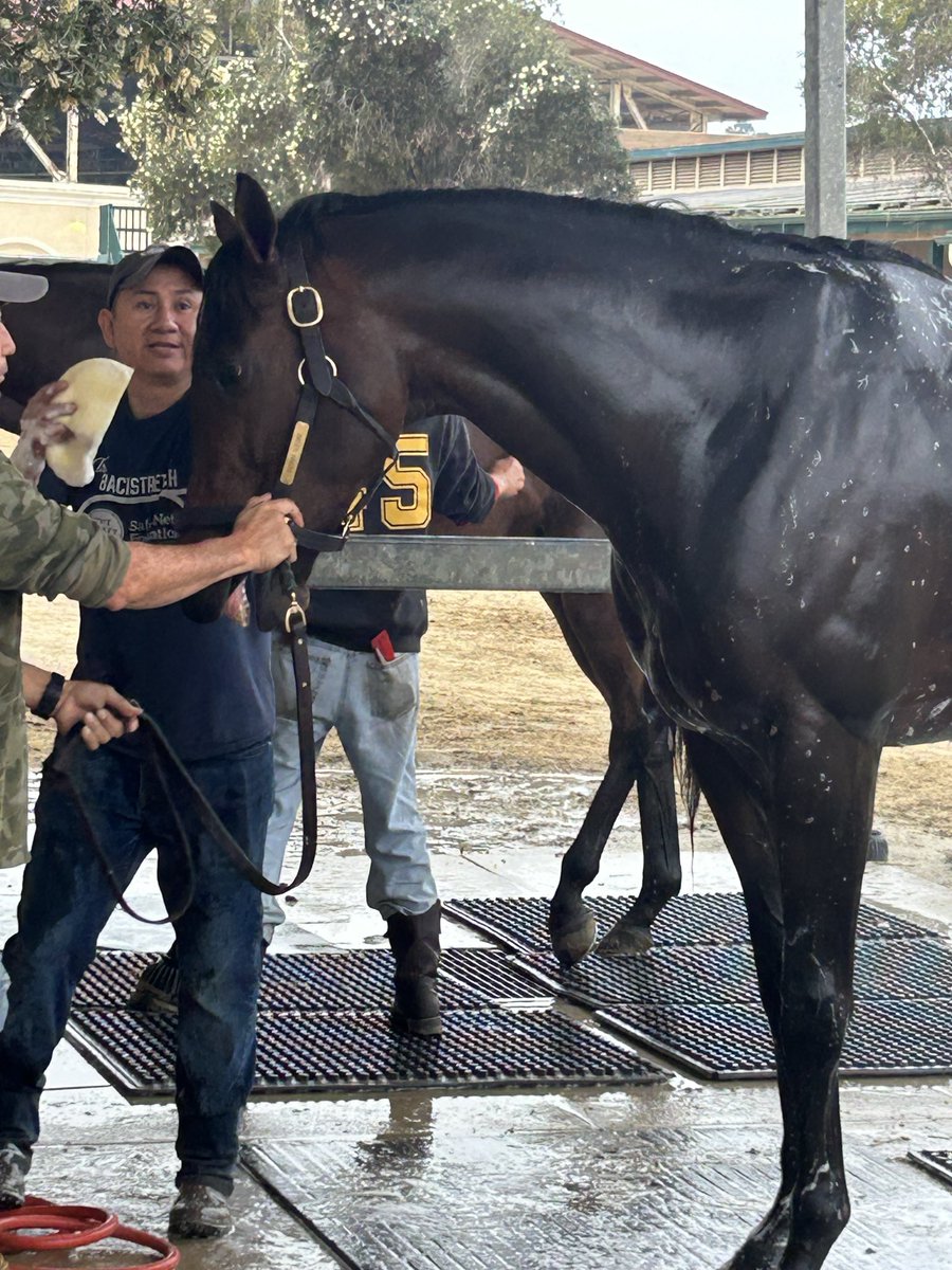 Sierra Leone is on the scene <a href="/DelMarRacing/">Del Mar Racetrack</a> to defend his title in the <a href="/BreedersCup/">Breeders' Cup</a> Classic #BC25 💙