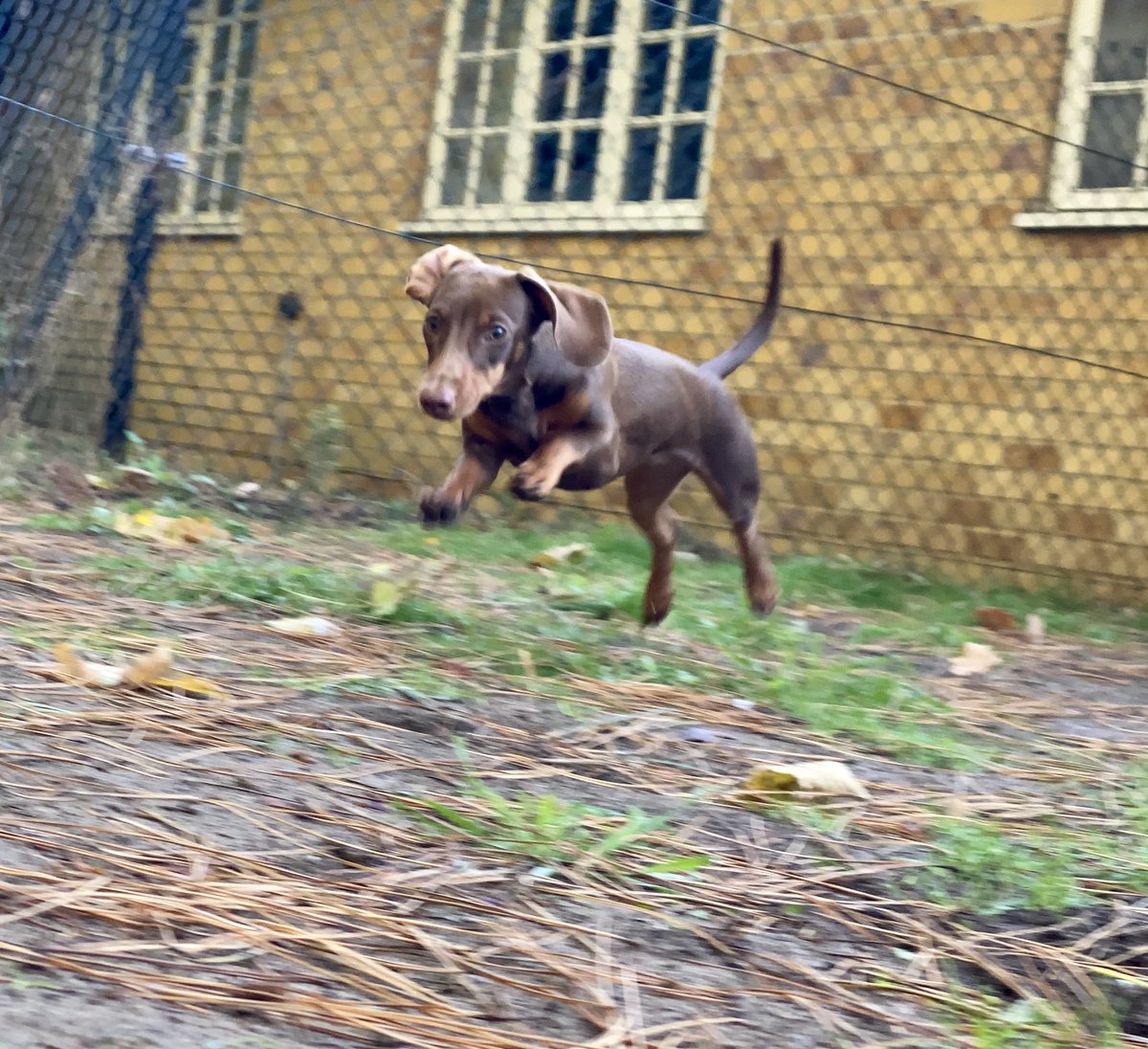 SausageDogHotel's tweet image. Puppy Winnie's aviation training is coming on nicely, don't you think? #ICanFly ✈️